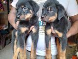 Rottweiler Puppies