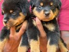 Rottweiler Puppies