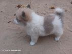 Pomanerian Puppy