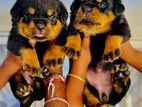 Rottweiler