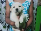 labrador Retriever Male Female Puppies