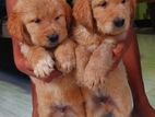 Golden Retriever Puppies