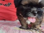 Shih Tzu Puppies