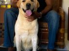 Dog Show Winner Labrador for Stud Service