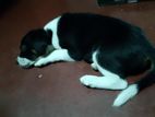 Dog for Kind Home