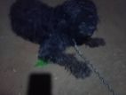 Terrier Puppy