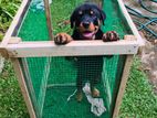 Dog training cage