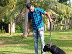 Dog Training Service
