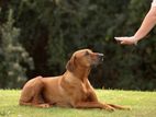 Dog Training