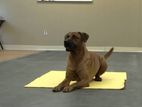 Dog Training