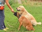 Dog Training