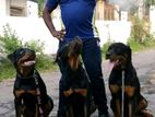 Dog Training Home Visit