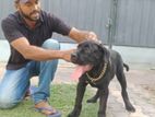 Dog Training Home Visit