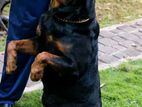 Dog Training Home Visit