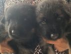 Lion Shepherd Puppy