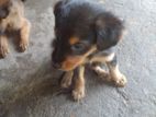 Rottweiler Puppies