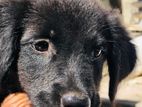 German Shepherd Puppy