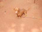 Dachshund Puppy