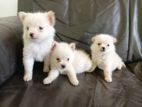 Pomeranian Puppies