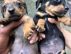 Dachshund Puppies