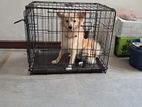 Dog Cage