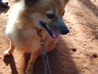 Pomeranian Puppy