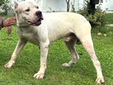 Dogo Argentino