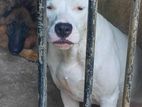 Dogo Argentino Female