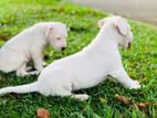 Dogo Argentino Puppies