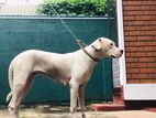 Dogo Argentino