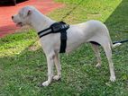 Dogo Argentino