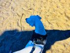 Dogo Argentino