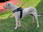 Dogo Argentino