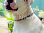 Dogo Argentino