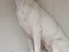 Dogo Argentino