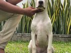 Dogo Argentino Puppies