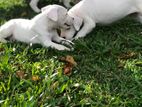 Dogo Argentino Puppy