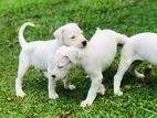 Dogo Argentino Puppies