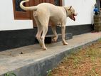 Dogo Argentino Dog