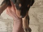Doberman Puppies