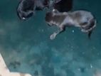 Doberman Puppy