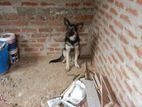 Dog for Kind Home