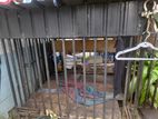 Dogs Cage