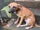 Puppies for Kind Home