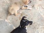 Puppies for a Kind Home