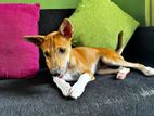 Dogs for Kind Home