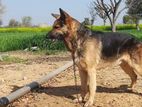 German shepherd Dogs for crossing