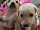 Labrador Dogs for kind home