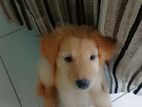 Dogs for Kind Hime