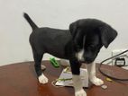 Dogs for Kind Home
